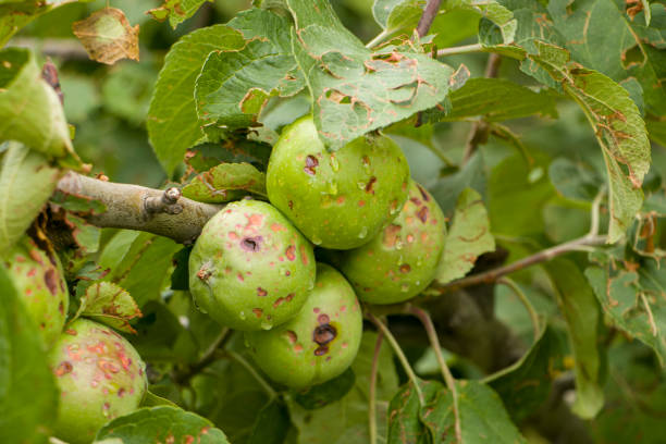 istock Apples damaged by hail. 2163890420