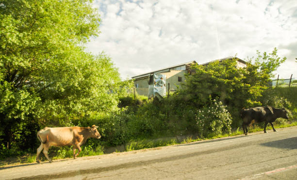 istock Cows are walking along the road. 2163891764
