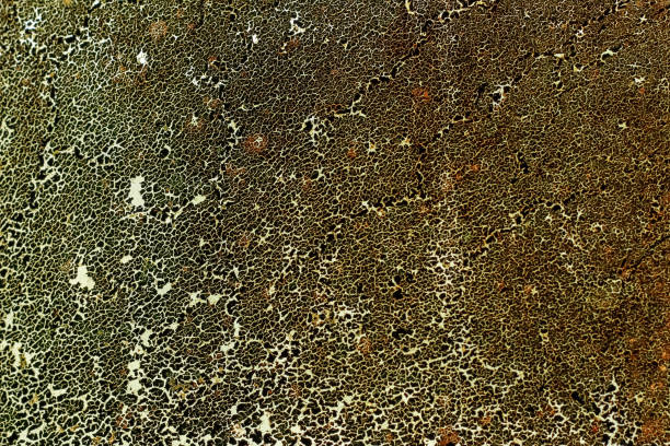 yellow brown safari texture, leopard print