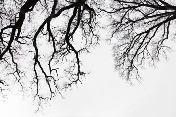 istock Leafless Oak tree branches silhouette. Black and white. Natural oak tree branches silhouette on a white background. Silhouettes of a dark gloomy forest with textured trees on a white background. 2163892709
