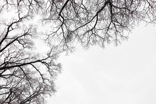 dry tree branches over sky, beautiful natural structure. High quality photo