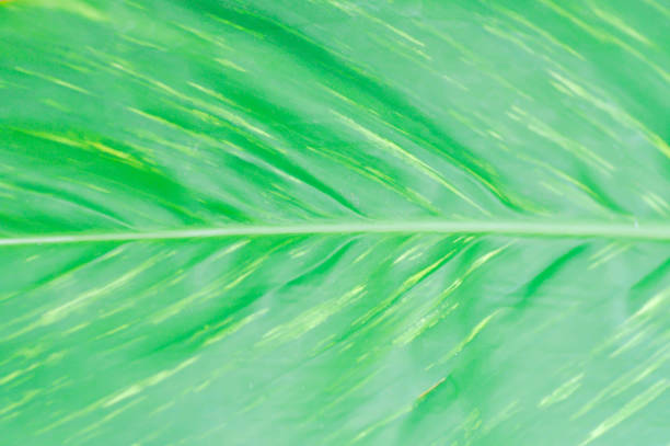 Macro photo of Autumn Foliage.Green leaf as background.Nature texture of leaf.Macro