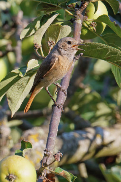 istock female specimen of black redstart 2163895071