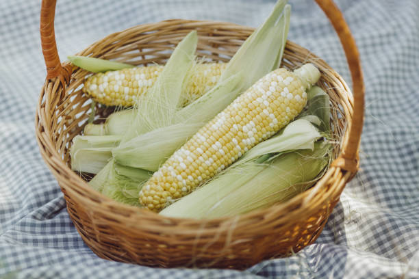 A wicker basket filled with fresh corn on the cob, placed on a blue checkered cloth. The vibrant yellow and green hues of the corn highlight the concept of organic farming, healthy eating, and fresh agricultural produce.