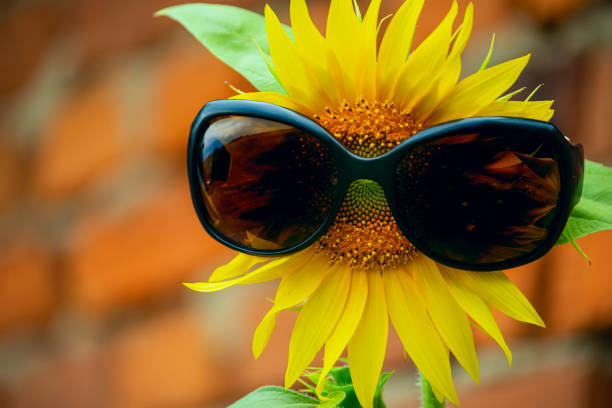 sunflower flower in sunglasses close-up.