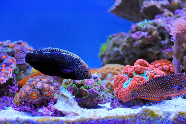 istock Black Leopard Wrasse - Macropharyngodon negrosensis 2163898068
