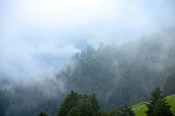 foggy, misty scenerie. typical german landscape out of a fairytale