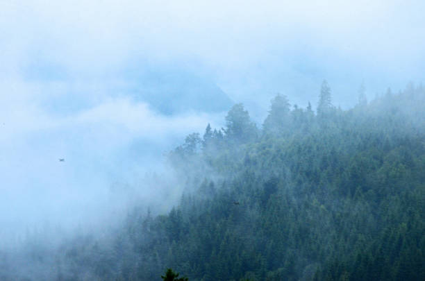 istock fog in the black forest over hills and trees 2163898609