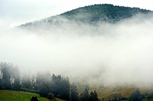 fog covers the mountains and forests