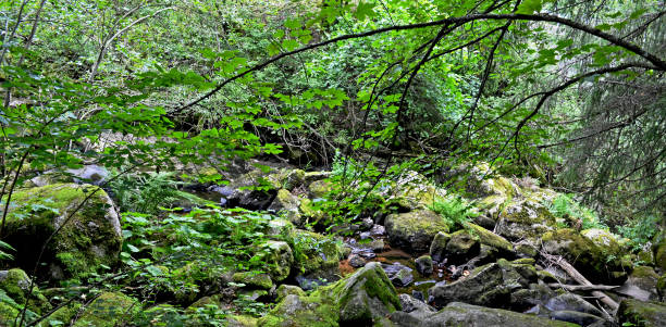 istock Landscape in the black forest 2163899270