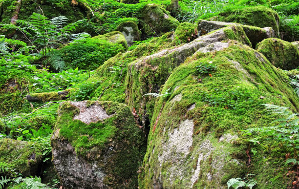 istock Landscape in the black forest 2163899562