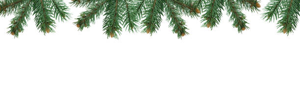 Christmas tree branches in PNG isolated on white background, border