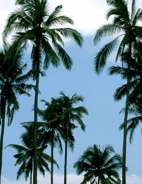 istock Palm trees in bali indonesia 2163904782
