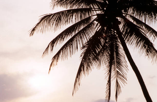 Subject: Tourists at sunset in Poipu Beach of Kauai, Hawaii. A popular tourist destination in the south side of Kauai Island.