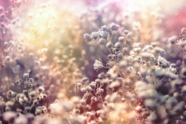 The soft image of mustard flowers on the winter morning lost in mist.