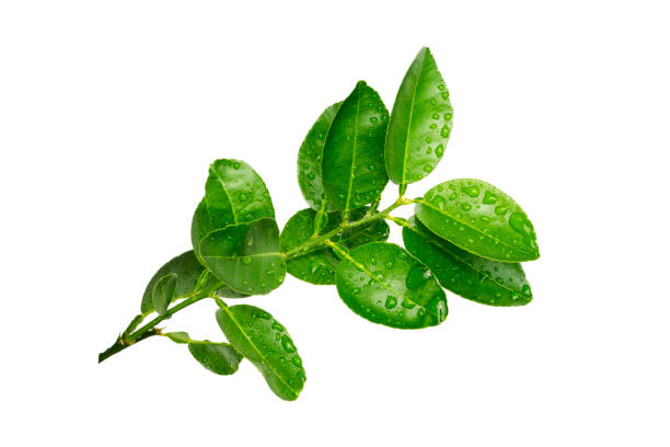 istock water drops on green leaf isolated on white background 2163905115