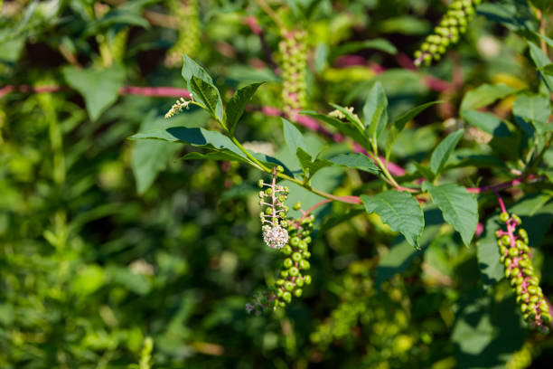 American pokeweed (Phytolacca americana) also known as pokeweed, poke sallet, pokeberry, dragonberries, pigeonberry weed, and inkberry is a poisonous plant.
