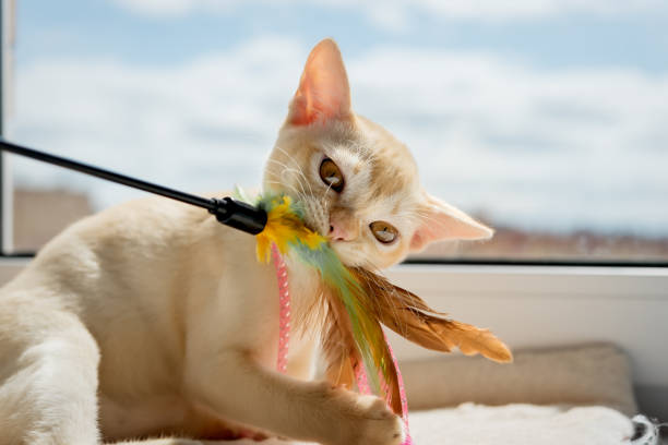 istock Kitten playing with feather stick - small red burmese kitten chewing cat toy 2163910722