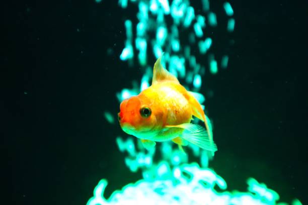 Goldfish in a bowl on a red background, There is also a beautiful flower on the table