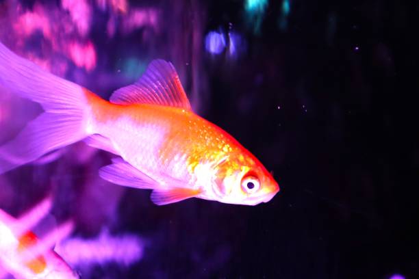 istock Goldfish at Tokyo Aquarium 2163912701