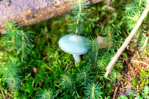 Unique blue mushroom surrounded by green moss and pine needles in forest, highlighting beauty of natural diversity