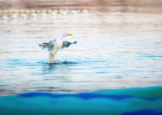 Seagull Is Flying Over Sea Waters