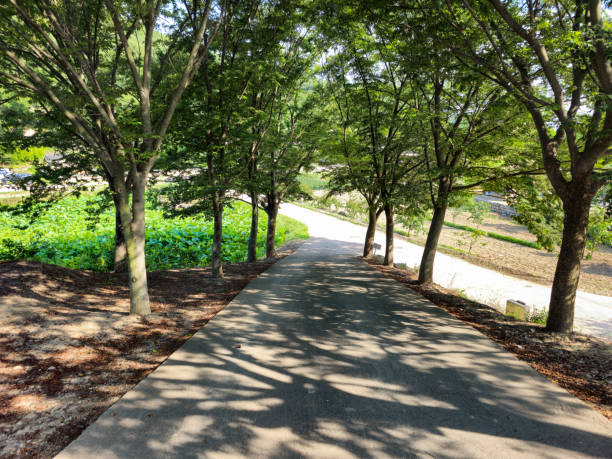 istock A path with trees on either side of it. The trees are tall and leafy. The path is paved and there is a shadow cast on the ground 2163916370
