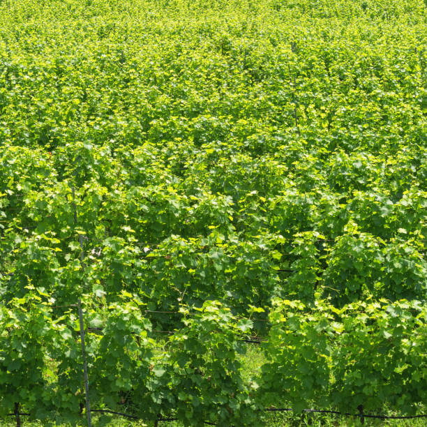 istock Vineyard.  Rows of green grape vines, background 2163917239