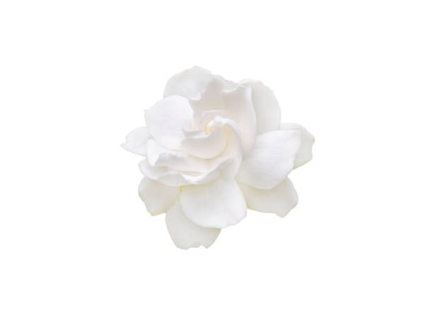 istock Gardenia flower isolated on white 2163920045