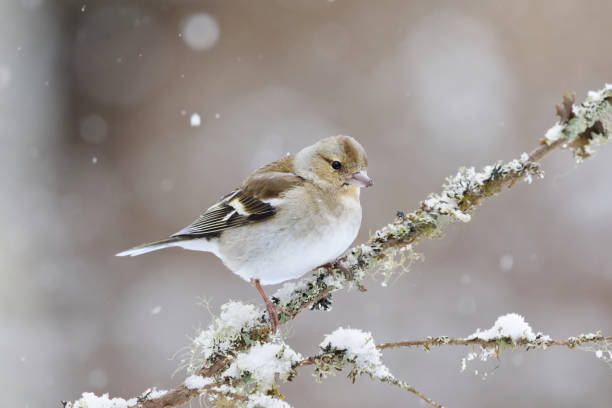 istock Common chaffinch (Fringilla coelebs) female perched on a branch in snowfall in early spring. 2163920072