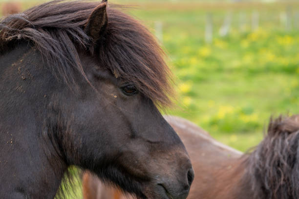 istock Horses grazing on the grassland, Iceland 2163920593
