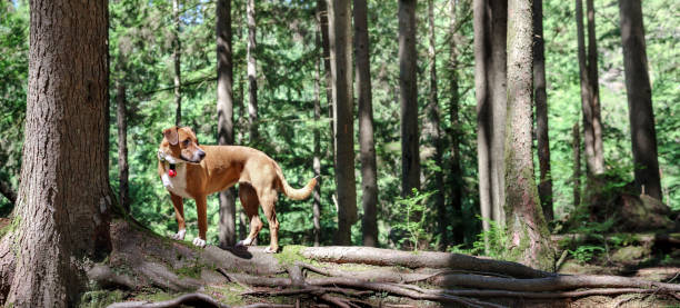 istock Backlit dog in forest with bear bell. 2163920868