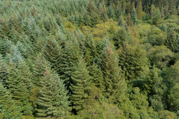 istock Drone view of a forest in rural Scotland 2163921801