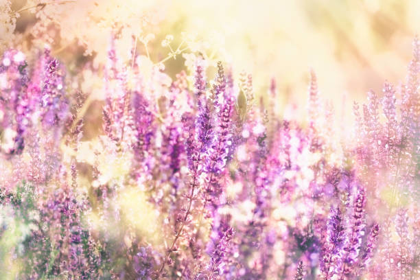 Wild purple flowers in meadow at sunset, filtered image processed vintage effect