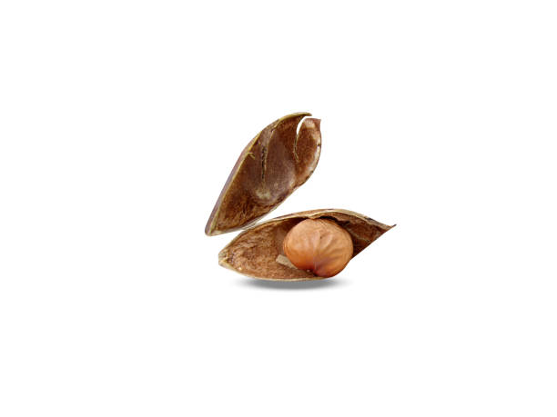 Pongamia or Pongamia pinnata seeds on white background