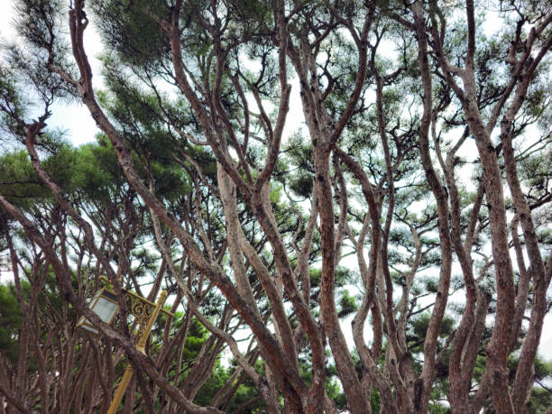 A tree with a sign on it that says 100. The tree is very tall and has many branches
