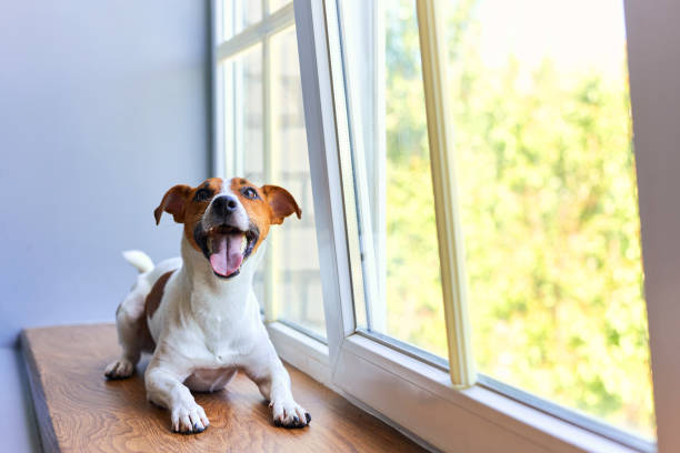 istock Smiling Jack Russell Terrier sitting on windowsill 2163927081