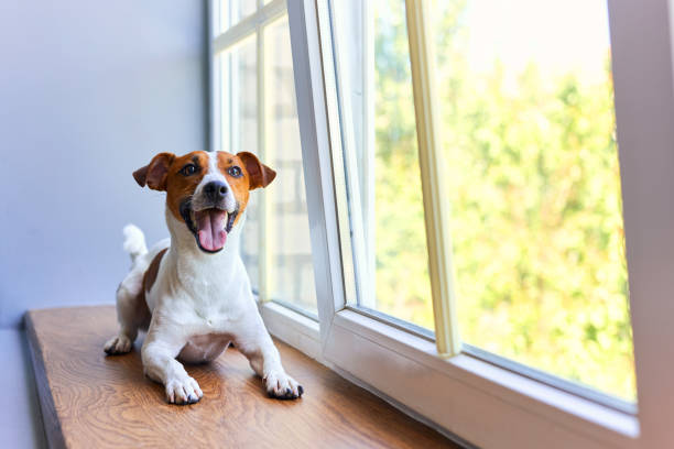 istock Smiling Jack Russell Terrier sitting on windowsill 2163927210