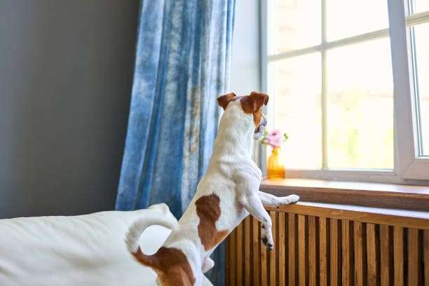 istock dog Jack russel standing on two legs waiting for his owner 2163927248