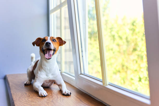 istock Smiling Jack Russell Terrier sitting on windowsill 2163927289