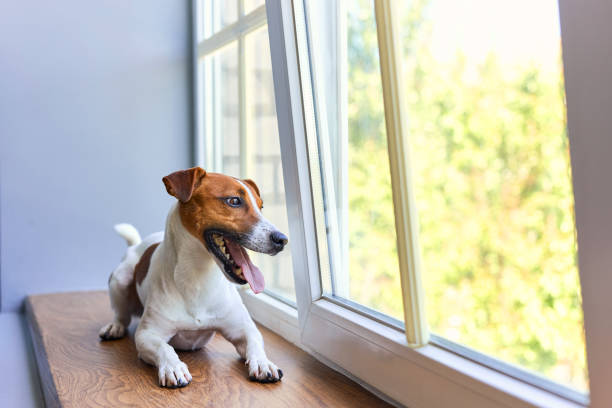 istock Smiling Jack Russell Terrier sitting on windowsill 2163927294
