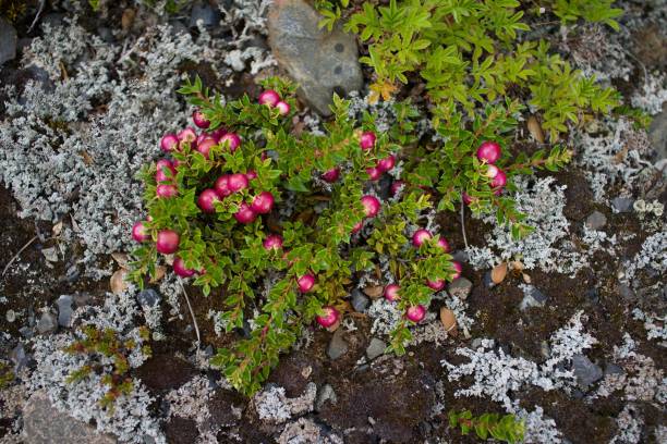 istock Wild berries, Patagonia 2163927422