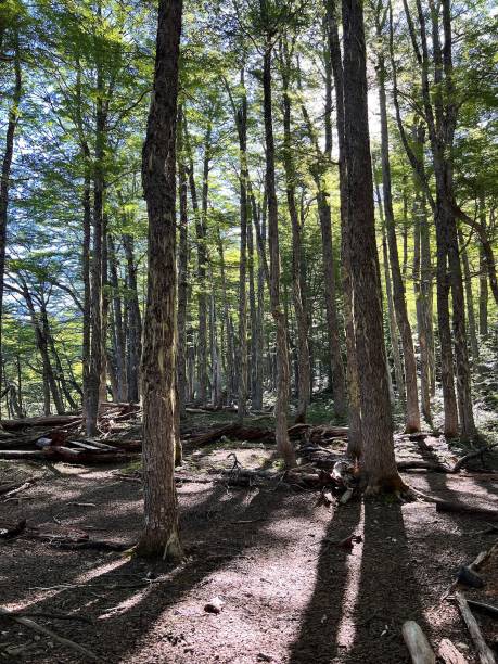 Araucaria forest in National Park Nahuelbuta, South of Chile.