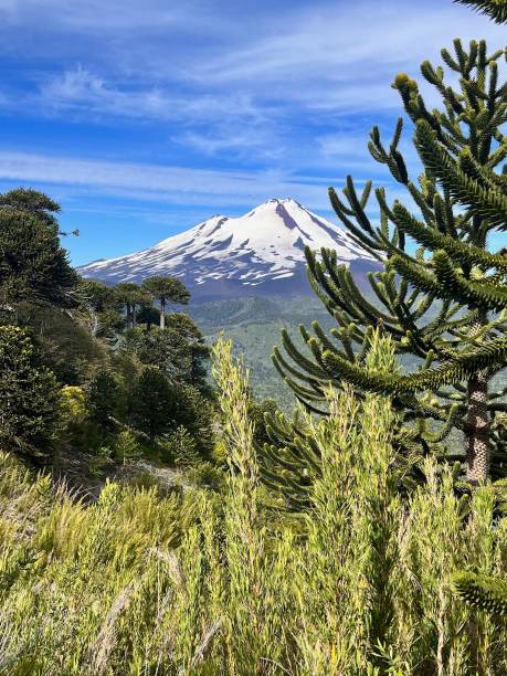 Forest and snowcapped volcano,  Conguillio National Park, Patagonia