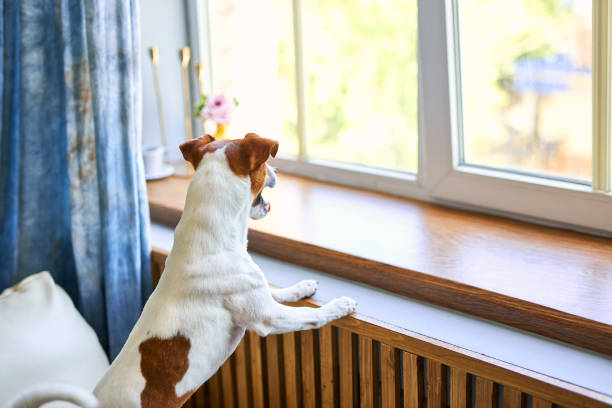 istock dog Jack russel standing on two legs waiting for his owner 2163927651