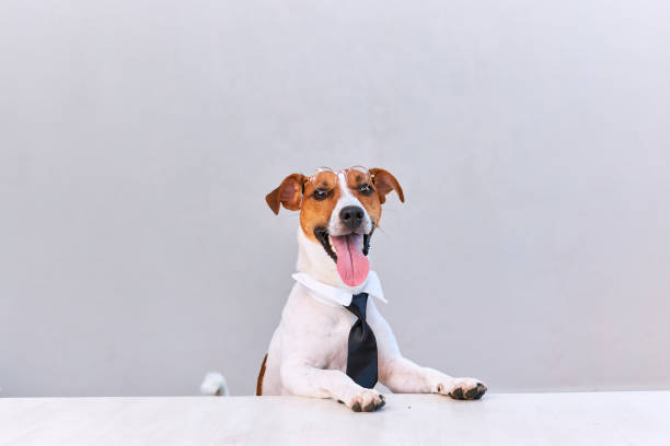 Jack russell terrier dog with tie on white background. Copy space