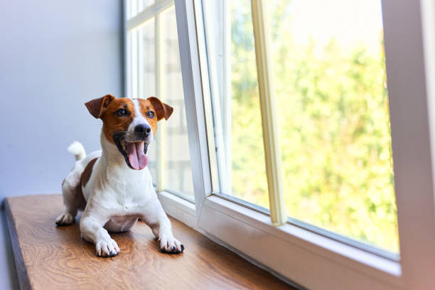 istock Smiling Jack Russell Terrier sitting on windowsill 2163927912