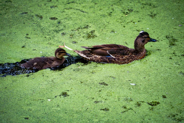 istock Duck family 2163927932
