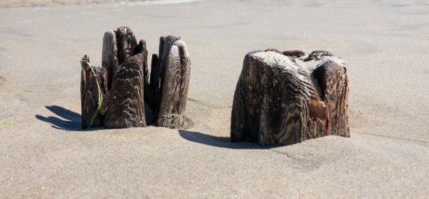 Two old rotten logs from the breakwater structure are covered with sand on the sea beach. Close-up. Background.