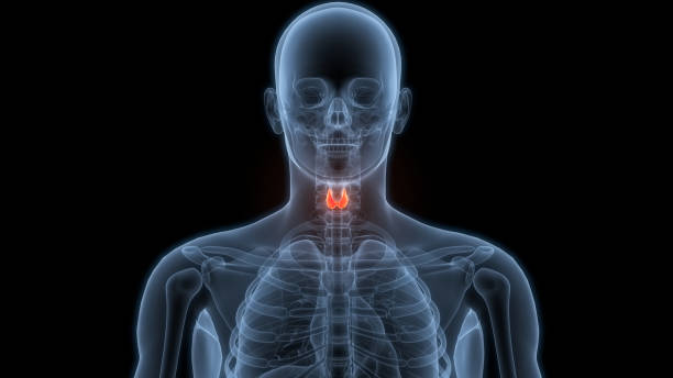 istock Human Body Glands Thyroid Gland Anatomy 2163928986